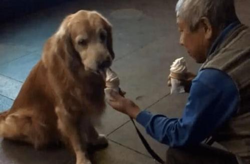 金毛吃什么好？（农村一般喂金毛吃什么）