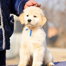 北京哪里有金毛犬舍哪里有卖纯种金毛 到 北京英皇正规犬舍 北京金毛犬舍