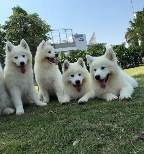 萨摩耶幼犬一个月长多少斤正常？（萨摩耶幼犬）