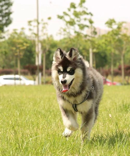 阿拉斯加还能买回来吗？（阿拉斯加）