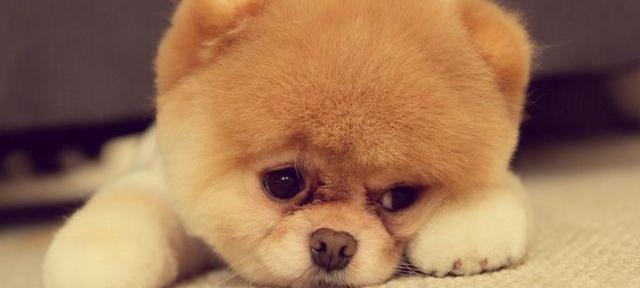 犬瘟初期的症状？ 狗狗得犬瘟热的症状