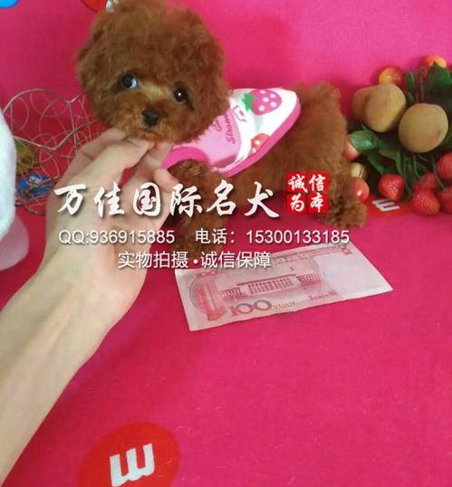 大号泰迪是什么品种？（巨型泰迪犬多少钱一只）