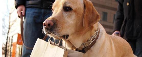 金毛犬多少钱一只？（金毛狗多少钱一只）