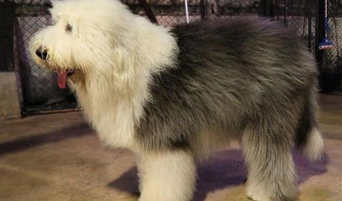 英国的狗有哪些种类？ 英国古牧犬