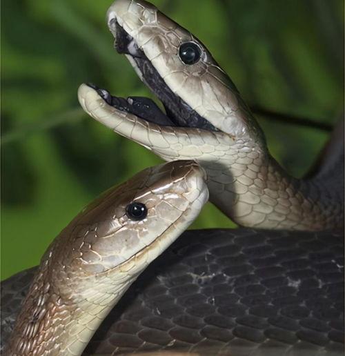 黑曼巴蛇主要生活在哪里啊？（黑曼巴蛇）