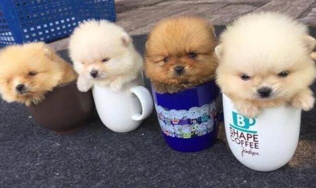 茶杯犬多少一只普通的_茶杯犬多少一只