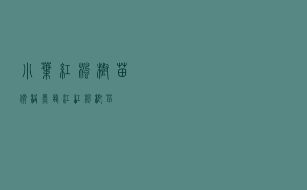 小叶红枫树苗价格，黑龙江红枫树苗