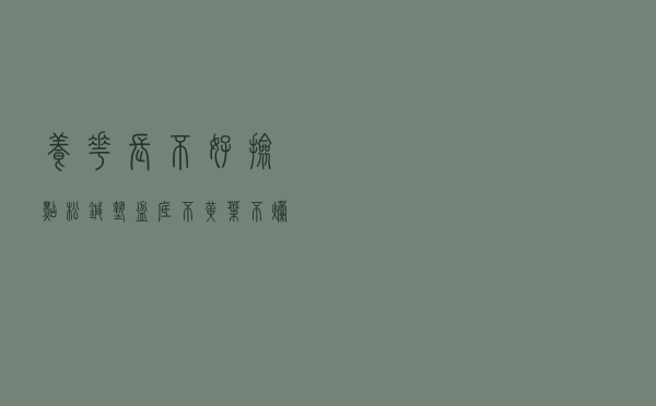 养花长不好？捡点松针垫盆底，不黄叶、不烂根，养啥都旺盛！