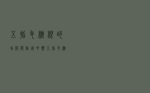 五指毛桃根的功效与作用 「中药五指毛桃别名」