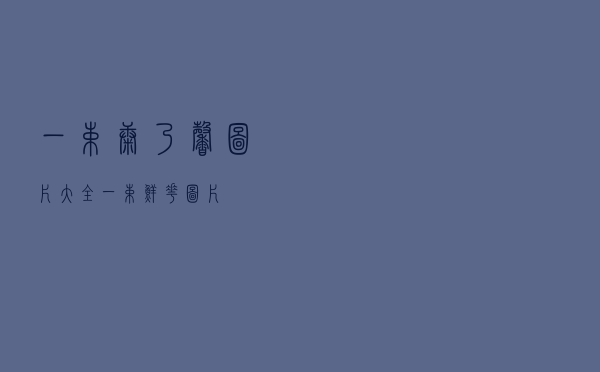 一束康乃馨图片大全（一束鲜花图片）