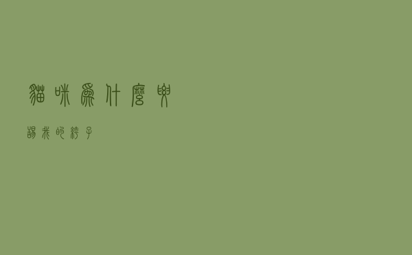 猫咪为什么要舔我的裤子
