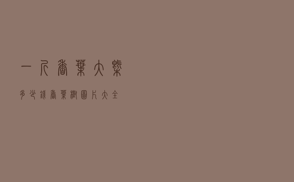 一斤香叶大概多少钱，香叶树图片大全