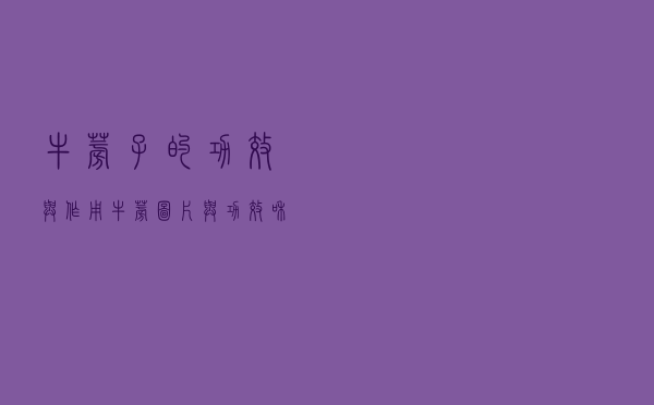 牛蒡子的功效与作用「牛蒡图片与功效和作用」
